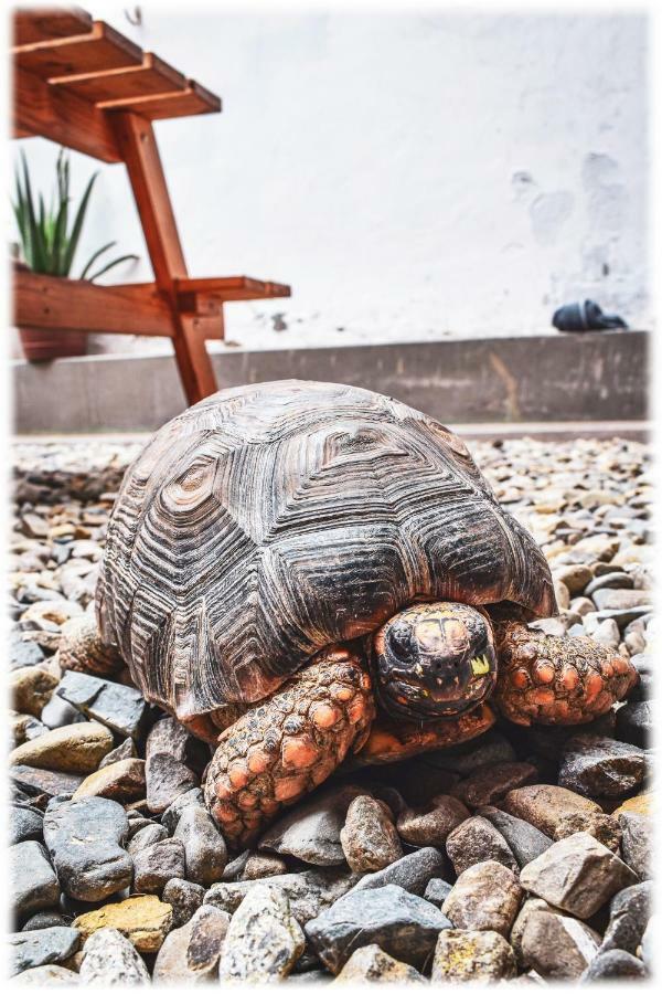 Atma & Yoga * Huanchaco